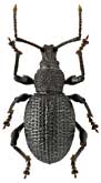 Curculionidae: Otiorhynchus rosti Strl.