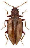 Latridiidae: Stephostethus lardarius (De Geer)