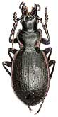 Carabus (Cechenochilus) boeberi aequaliceps Reitter, 1896                       