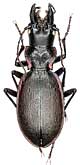 Carabus (Cechenochilus) boeberi boeberi Adams, 1817                             