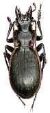 Carabus (Cechenochilus) boeberi boeberi Adams, 1817                             