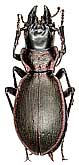 Carabus (Cechenochilus) boeberi buschi Semenov et Znojko, 1931                  