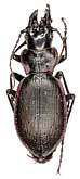 Carabus (Cechenochilus) boeberi felix Semenov et Znojko, 1931                   