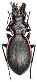 Carabus (Cechenochilus) boeberi felix Semenov et Znojko, 1931                   