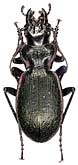 Carabus (Cechenochilus) boeberi felix Semenov et Znojko, 1931                   