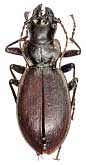 Carabus (Cechenochilus) boeberi flagrans Semenov, 1898                          