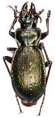 Carabus (Cechenochilus) boeberi flagrans Semenov, 1898                          