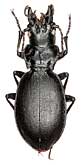 Carabus (Cechenochilus) boeberi schachensis Mandl, 1955                         