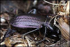 Carabidae: Carabus (Eucarabus) cumanus Fisch., 1823