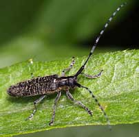 Agapanthia villosoviridescens