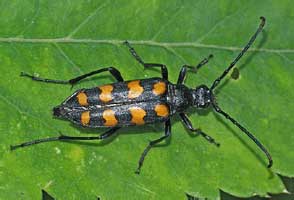 Leptura quadrifasciata