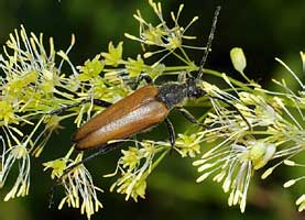 Lepturalia nigripes