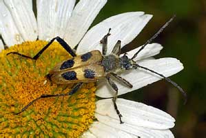 Pachyta quadrimaculata