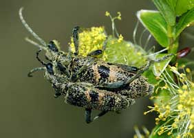 Rhagium mordax