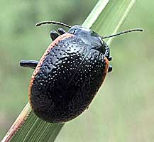 Chrysolina gypsophilae (Kuster, 1845) (Chrysomelidae)