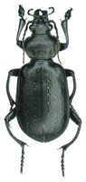 Calosoma (Campalita) auropunctatum (Herbst, 1784)