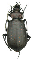 Calosoma (Campalita)<br> chinense Kirby, 1819