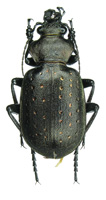 Calosoma (Charmosta) investigator (Illiger, 1798)