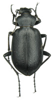 Calosoma (Charmosta) lugens Chaudoir, 1869