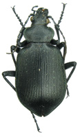 Calosoma (s.str.) maximowiczi A. Morawitz, 1863