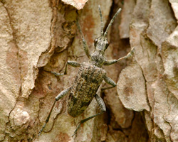 Rhagium inquisitor Linnaeus, 1758 - Cerambycidae