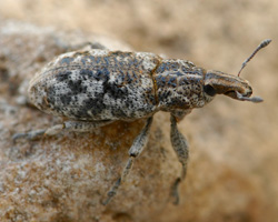 Cyphocleonus dealbatus (Gmelin, 1790) - Curculionidae