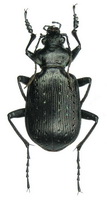 Calosoma (Calosoma) frigidum Kirby, 1837