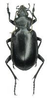 Calosoma (Camedula) peregrinator Guerin-Meneville, 1844