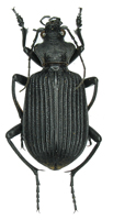 Calosoma (Ctenosta) planicolle Chaudoir, 1869