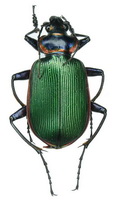 Calosoma (Calodrepa) scrutator Fabricius, 1775