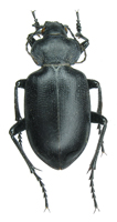 Calosoma (Chrysostigma) semilaeve LeConte