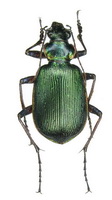 Calosoma (Calodrepa) wilcoxi Le Conte, 1848