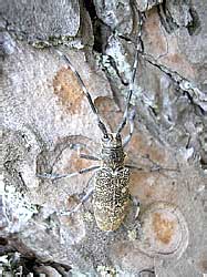 Monochamus galloprovincialis pistor (Germar, 1818) (Cerambycidae)