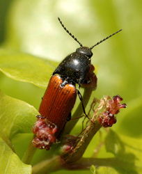 Ampedus pomonae (Stephens, 1830)