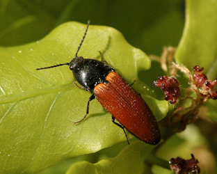 Ampedus pomonae (Stephens, 1830)