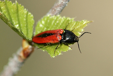 Ampedus sanguinolentus (Schrank, 1776)