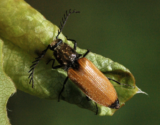 Anostirus castaneus (Linnaeus, 1758)