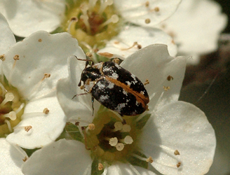 Anthrenus (s.str.) scrophulariae (Linnaeus, 1758)