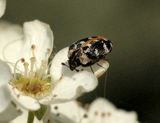 Anthrenus (s.str.) scrophulariae (Linnaeus, 1758)