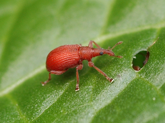 Apion frumentarium (Linnaeus, 1758)