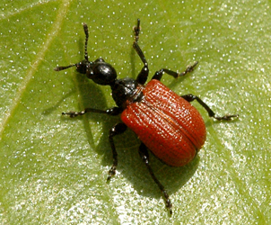 Apoderus coryli (Linnaeus, 1758)