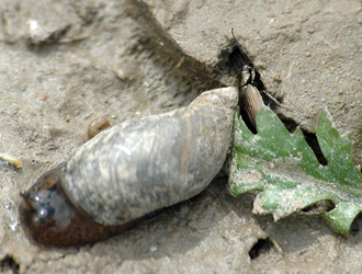 Bembidion (Odontium) striatum