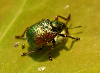 Byctiscus betulae (Linnaeus, 1758)