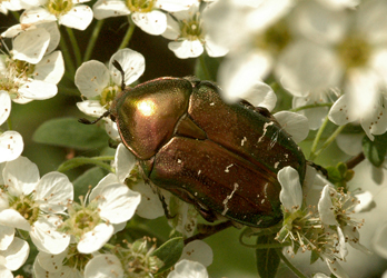 Cetonia aurata (Linnaeus, 1758)