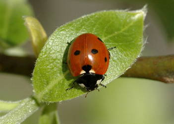 Coccinella septempunctata  (Linnaeus, 1758)