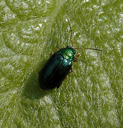 Crepidodera aurata (Marsham, 1804)