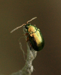 Crepidodera aurea (Geoffroy, 1785)