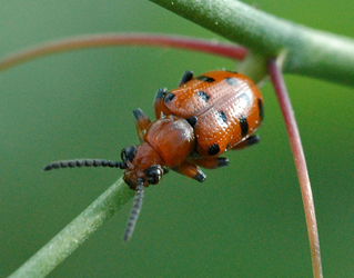 Crioceris duodecimpunctata