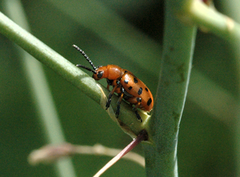 Crioceris duodecimpunctata