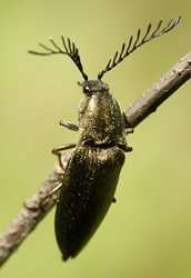 Ctenicera pectinicornis (Linnaeus, 1758)